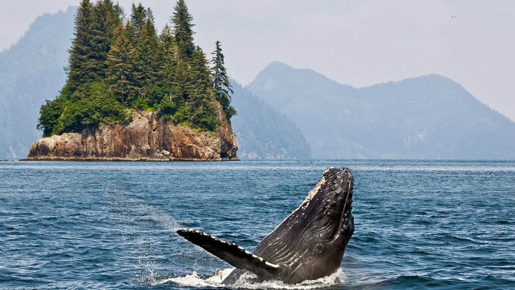 alaska-inside-passage-whale-watching-mountain-peaks-ocean