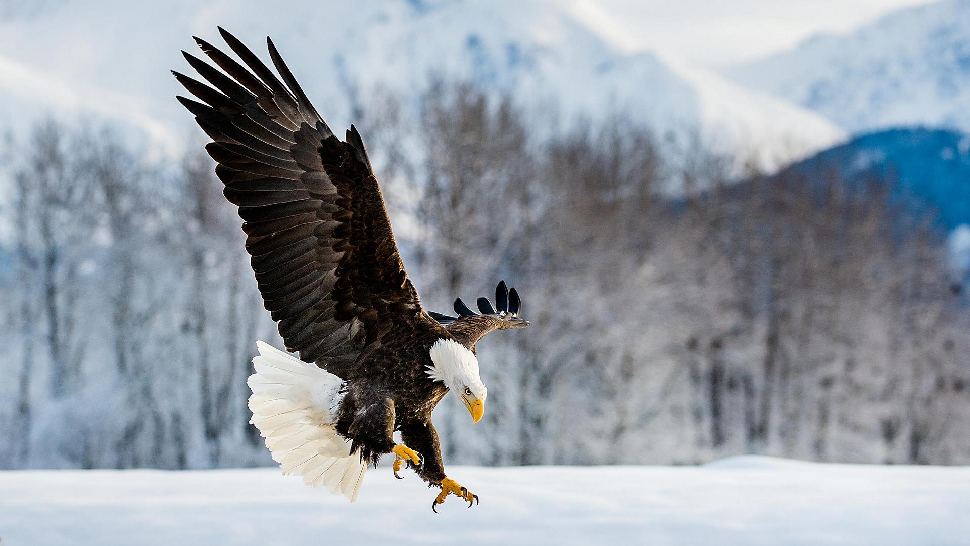 alaska-bald-eagle-in-fly