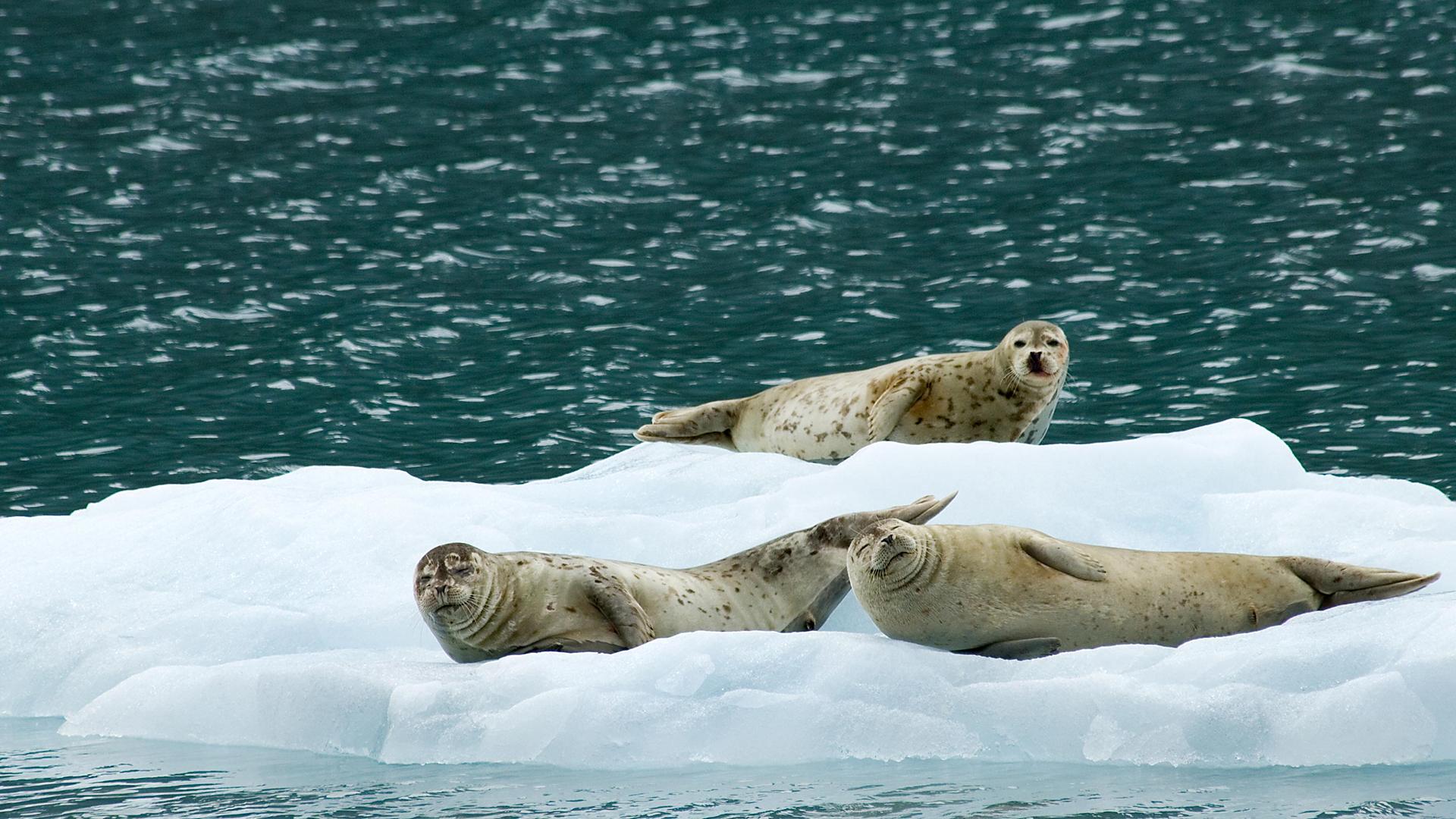 alaska-seals-resting-on-iceberg