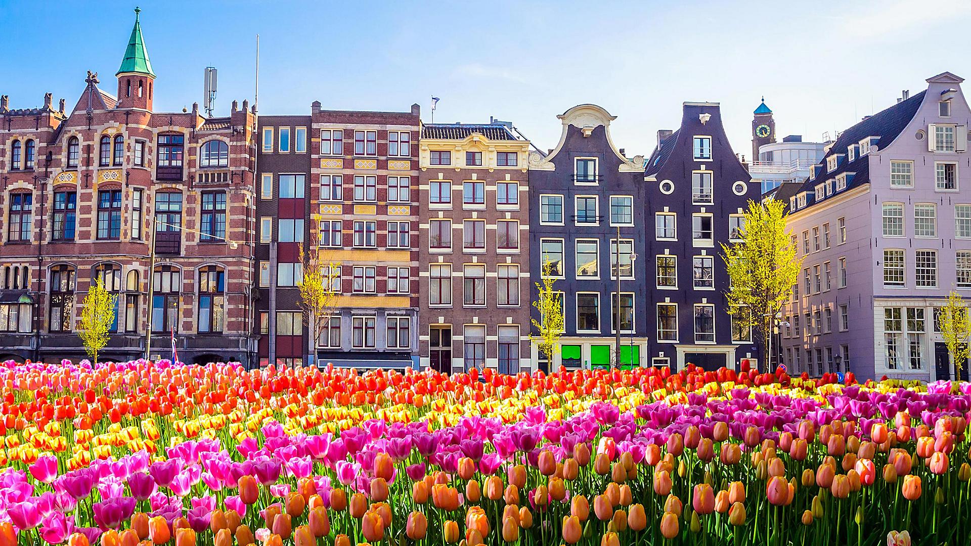 amsterdam-netherlands-tulip-field