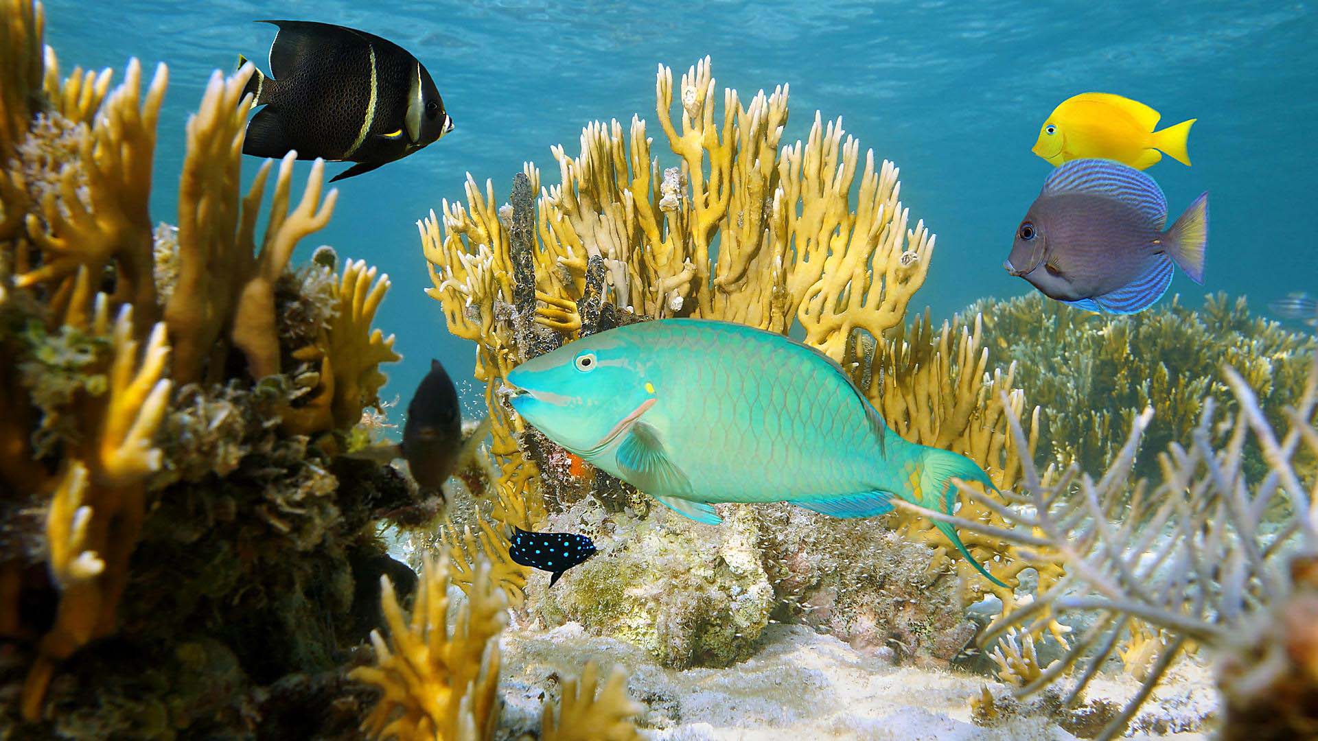 bahamas-colorful-coral-reefs-and-marine-life