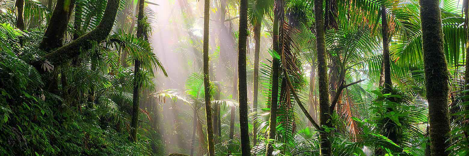 beautiful-hiking-path-el-yunque-national-rainforest