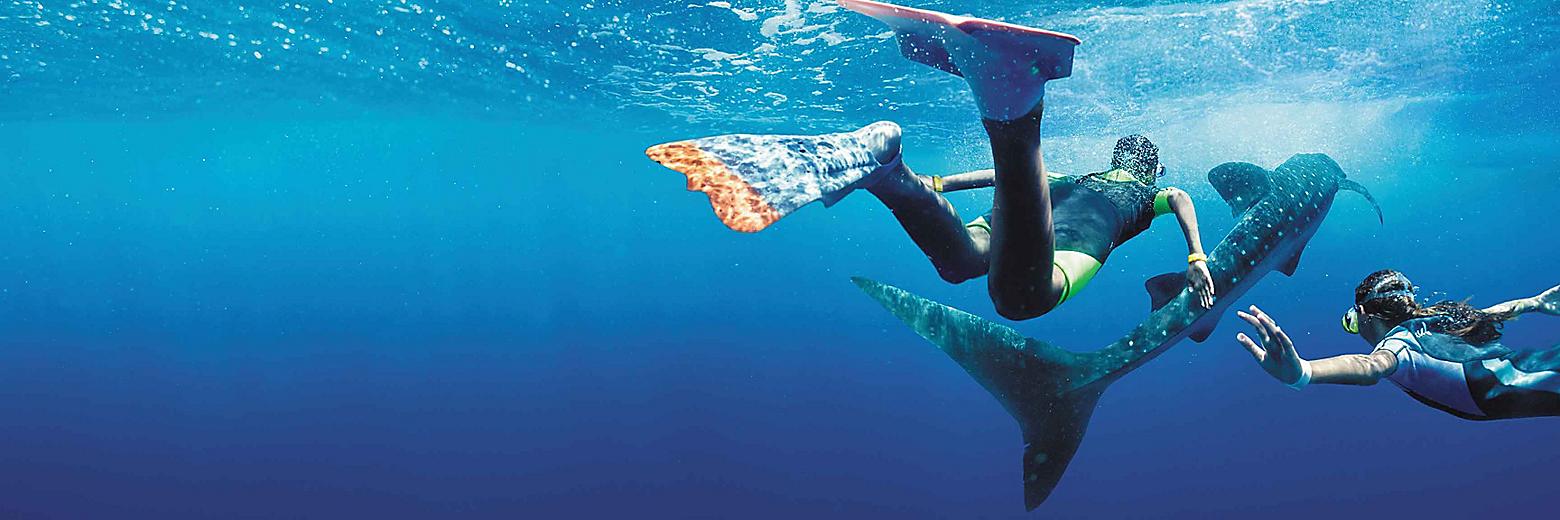 cozumel-mexico-snorkeling-whale-shark-swim