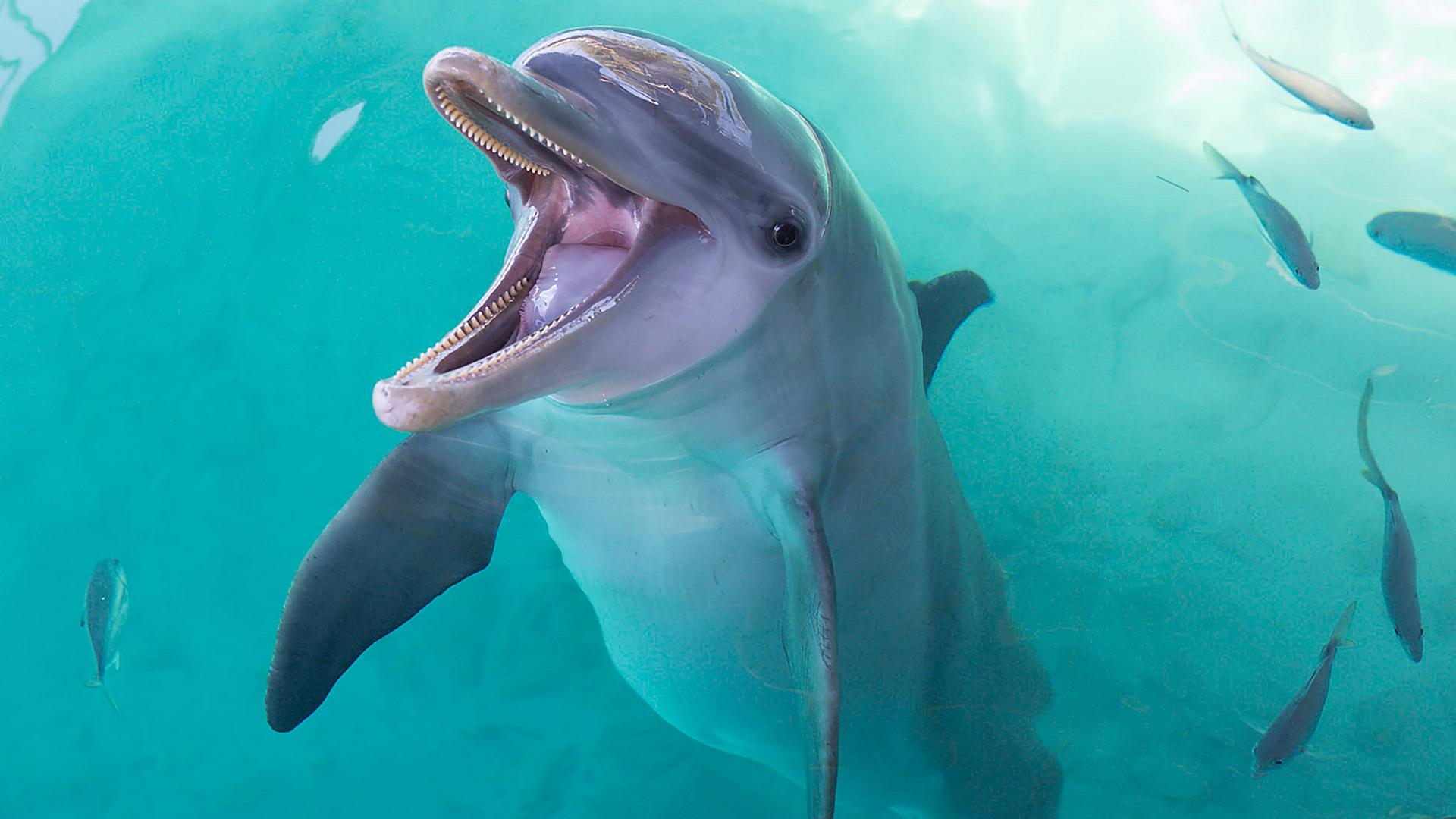dolphin-in-the-caribbean