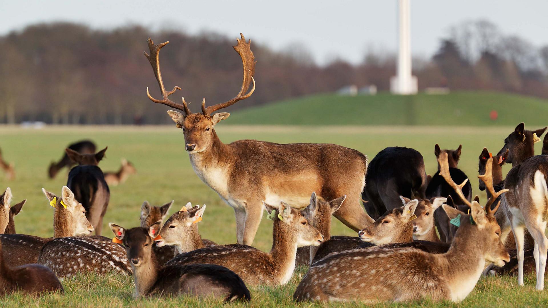 dublin-ireland-phoenix-park-herd-of-deer