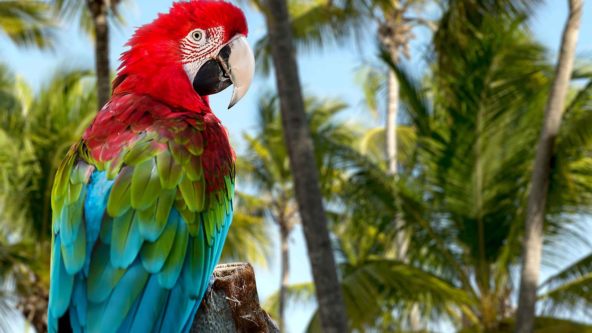 punta-cana-dominican-republic-parrot-wildlife-bird-nature-animals