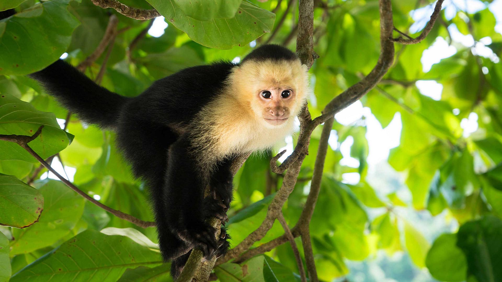 roatan-honduras-gumbalimba-park-nature-reserve-capuchin-monkey