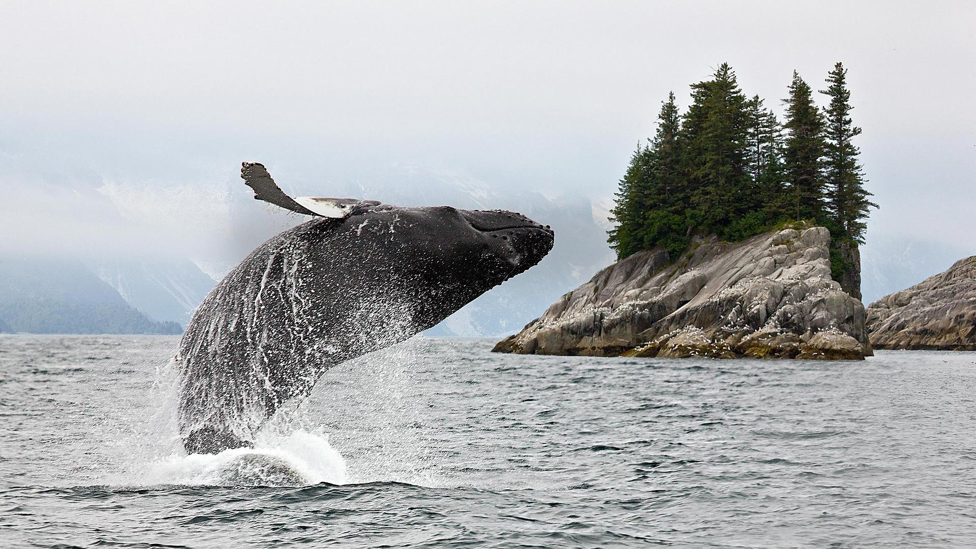 whale-jumping-in-alaska