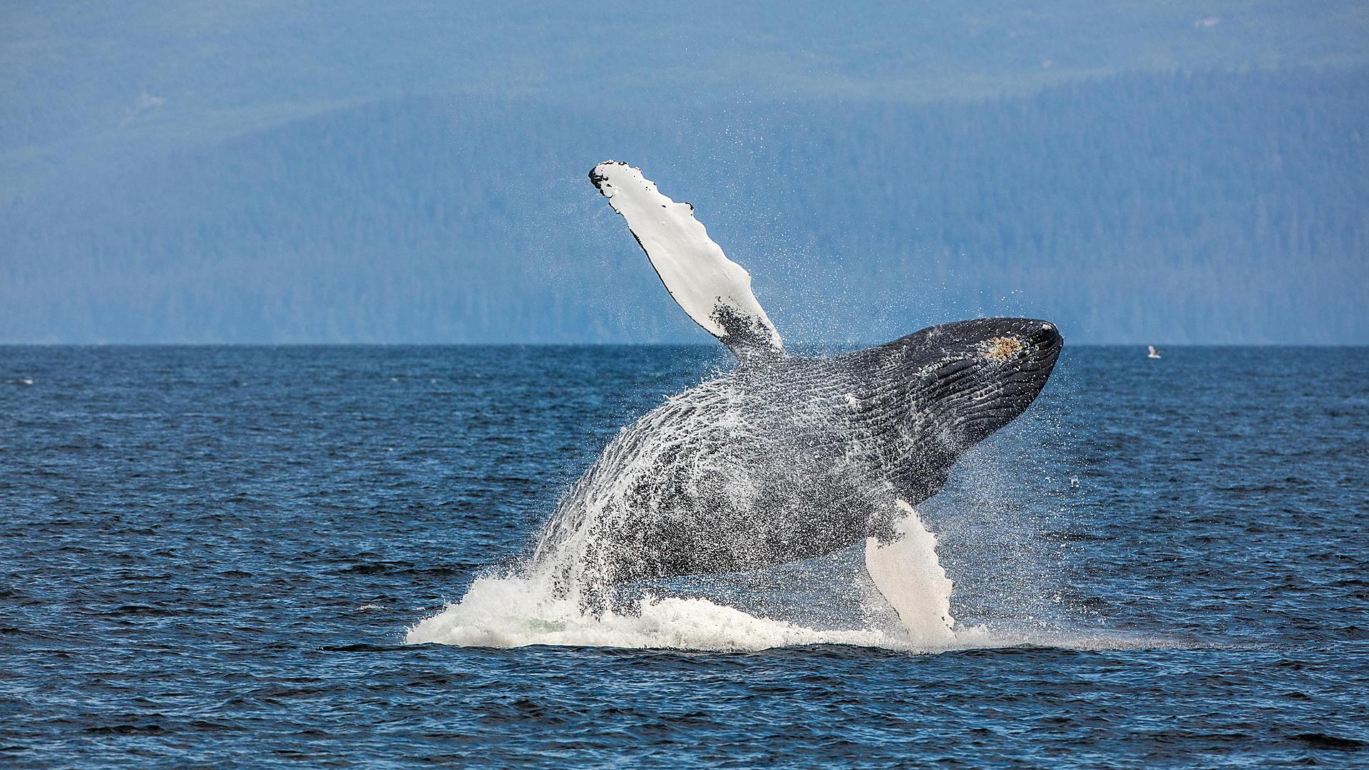 whale-watching-in-alaska