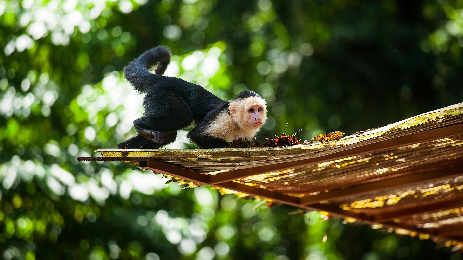 white-face-capuchin-monkey-on-a-roof-costa-rica
